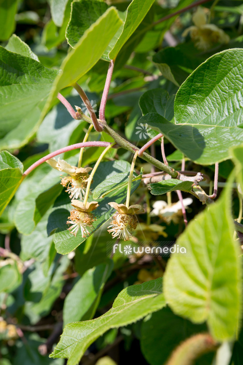 Actinidia deliciosa - Kiwi fruit (111837)