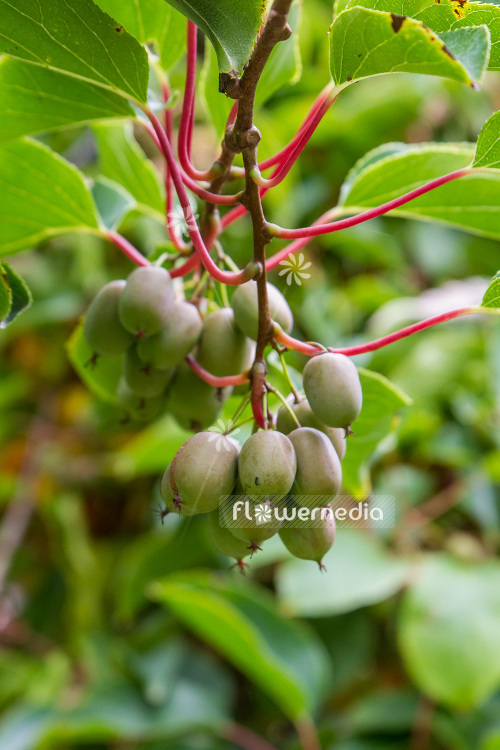 Actinidia 'Red Beauty' - Kiwi fruit (102228)