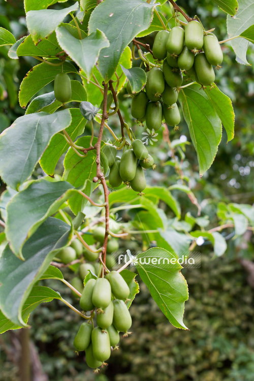 Actinidia 'WM 4-9' - Kiwi fruit (102232)