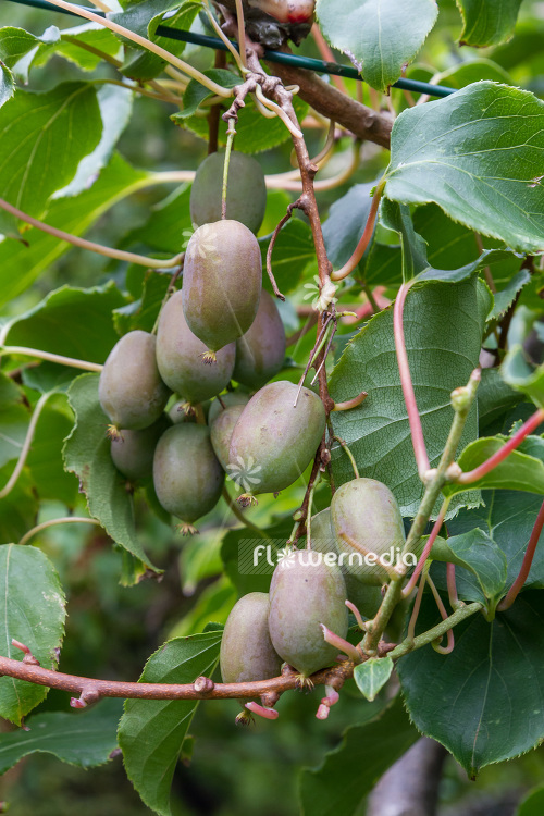 Actinidia 'WM VB-7' - Kiwi fruit (102239)