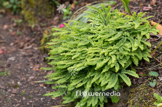 Adiantum aleuticum - Aleutian maidenhair (108663)