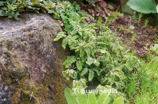 Adiantum aleuticum - Aleutian maidenhair (108664)