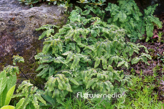 Adiantum aleuticum - Aleutian maidenhair (108665)