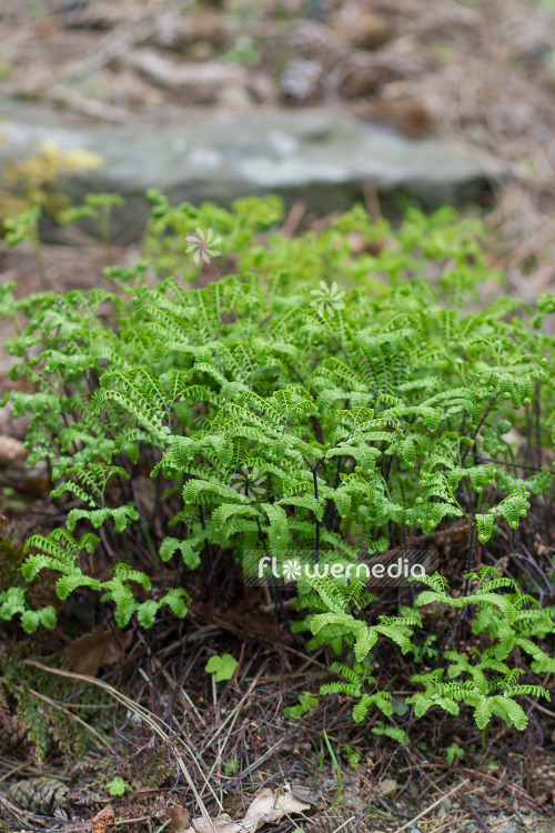 Adiantum aleuticum - Aleutian maidenhair (108666)