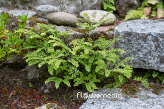 Adiantum aleuticum - Aleutian maidenhair (108668)