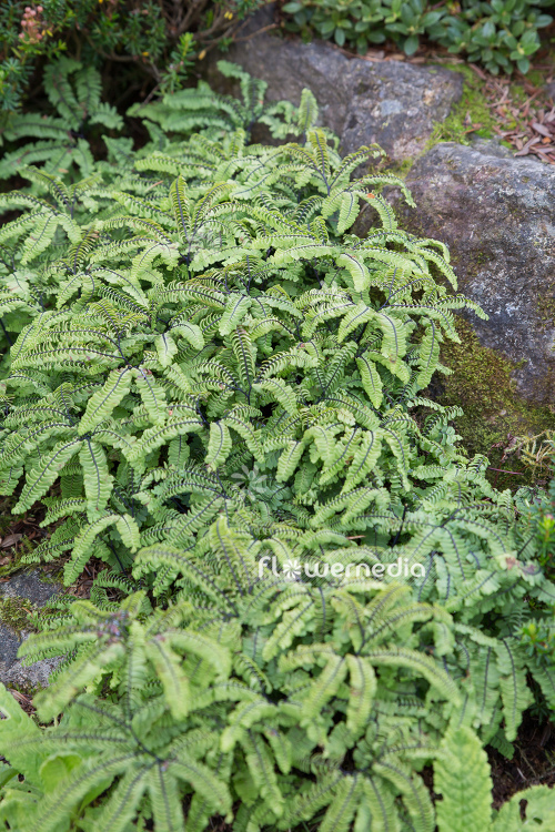 Adiantum aleuticum - Aleutian maidenhair (108669)