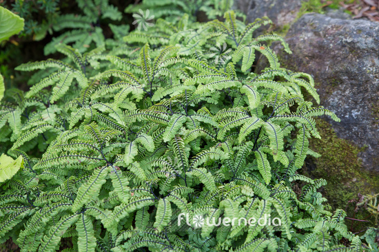 Adiantum aleuticum - Aleutian maidenhair (108670)
