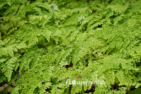 Adiantum venustum - Evergreen maidenhair (108697)