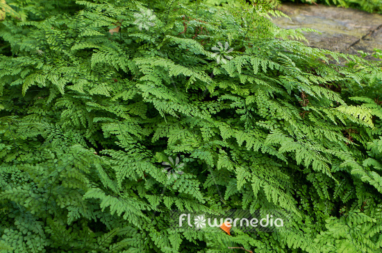 Adiantum venustum - Evergreen maidenhair (108698)