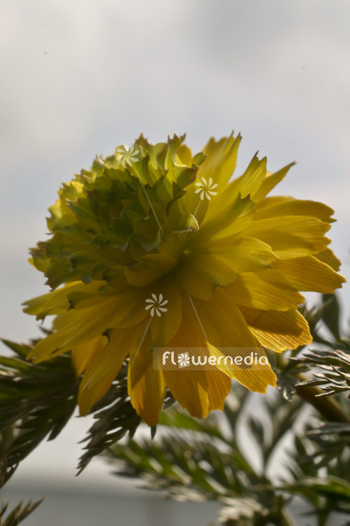 Adonis multiflora 'Sandansaki' - Full-flowered adonis (100093)