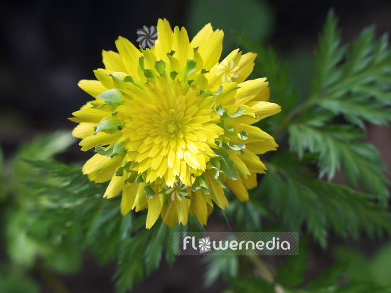 Adonis multiflora 'Sandansaki' - Full-flowered adonis (100094)
