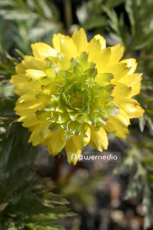 Adonis multiflora 'Sandansaki' - Full-flowered adonis (102247)