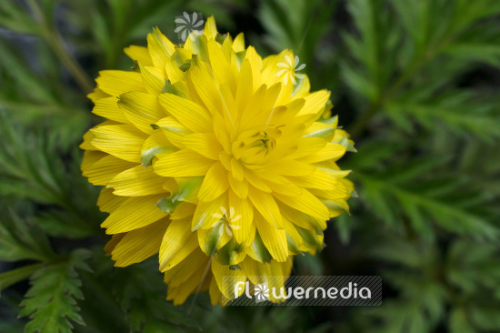 Adonis multiflora 'Sandansaki' - Full-flowered adonis (102249)