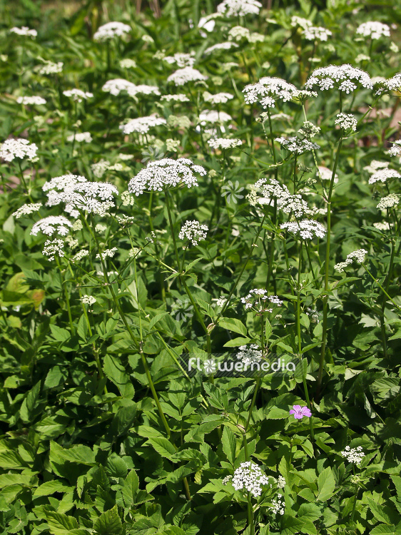 Aegopodium podagraria - Goutweed (100096)