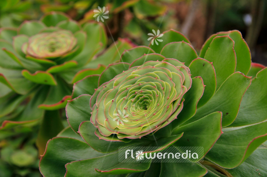 Aeonium undulatum - Saucer plant (108729)