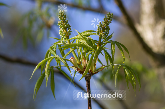 Aesculus glabra - Ohio buckeye (105231)