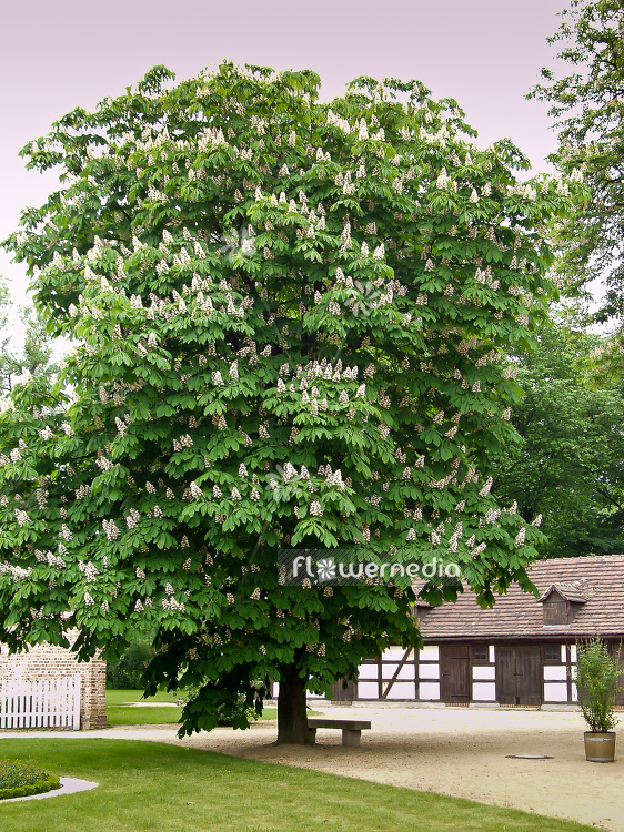 Aesculus hippocastanum - Horse chestnut (100097)