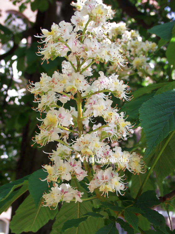 Aesculus hippocastanum - Horse chestnut (100099)