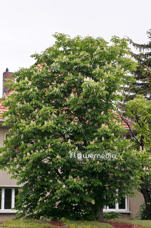 Aesculus hippocastanum - Horse chestnut (108732)