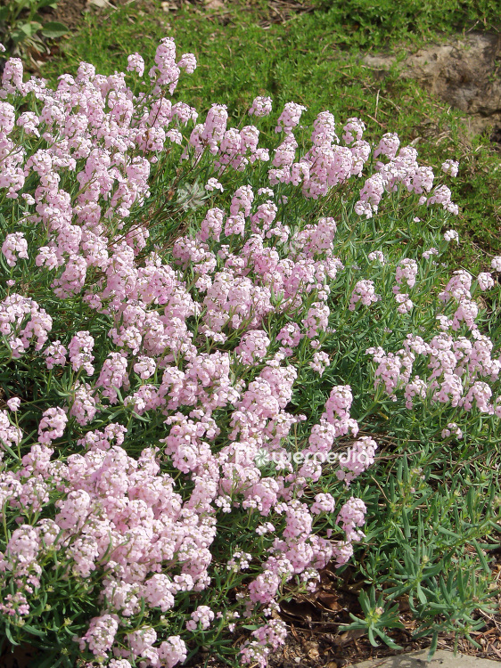 Aethionema grandiflorum - Persian stonecress (108431)