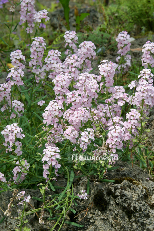 Aethionema grandiflorum - Persian stonecress (108757)