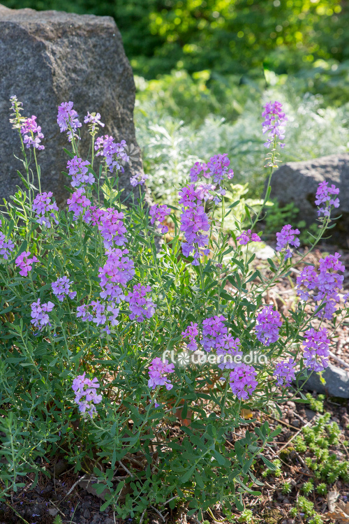 Aethionema grandiflorum - Persian stonecress (111864)