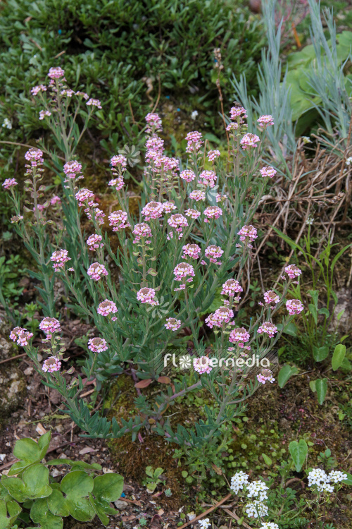 Aethionema kotschyi - Stone cress (108759)