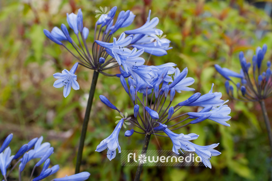 Agapanthus africanus - Blue african lily | Cultivar (108778)