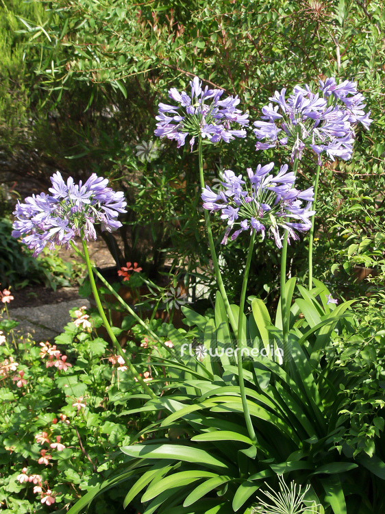 Agapanthus africanus - Blue african lily (100108)