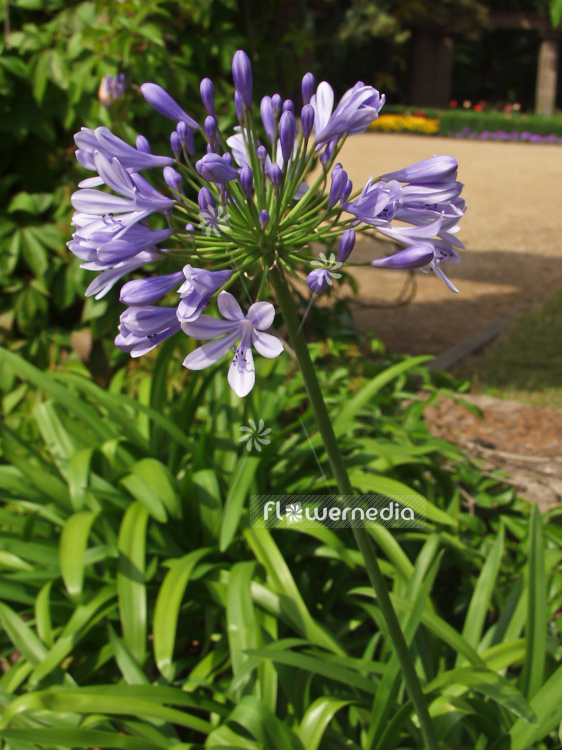 Agapanthus africanus - Blue african lily (100109)