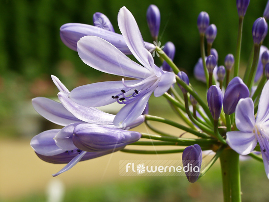 Agapanthus africanus - Blue african lily (100110)