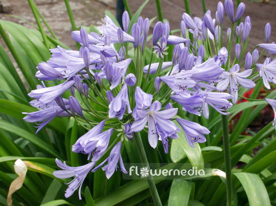 Agapanthus africanus - Blue african lily (108433)
