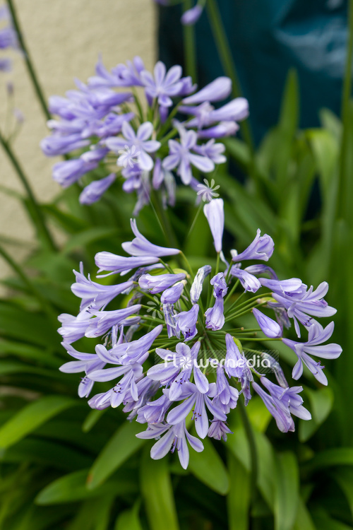Agapanthus africanus - Blue african lily (108761)