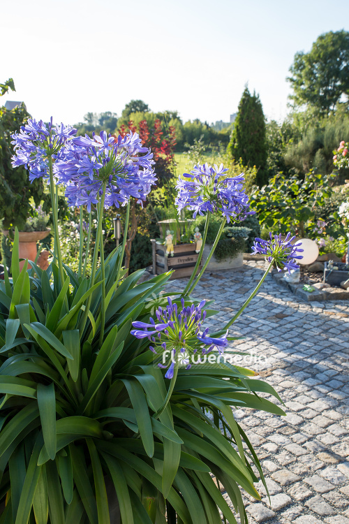 Agapanthus africanus - Blue african lily (108762)