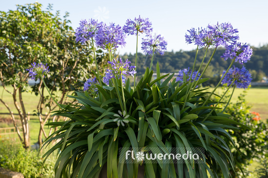 Agapanthus africanus - Blue african lily (108763)