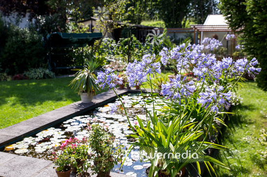 Agapanthus africanus - Blue african lily (108764)