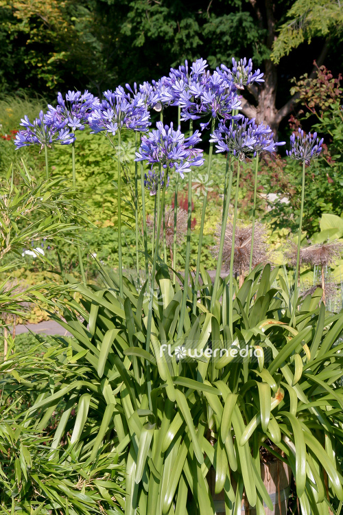 Agapanthus africanus - Blue african lily (108767)