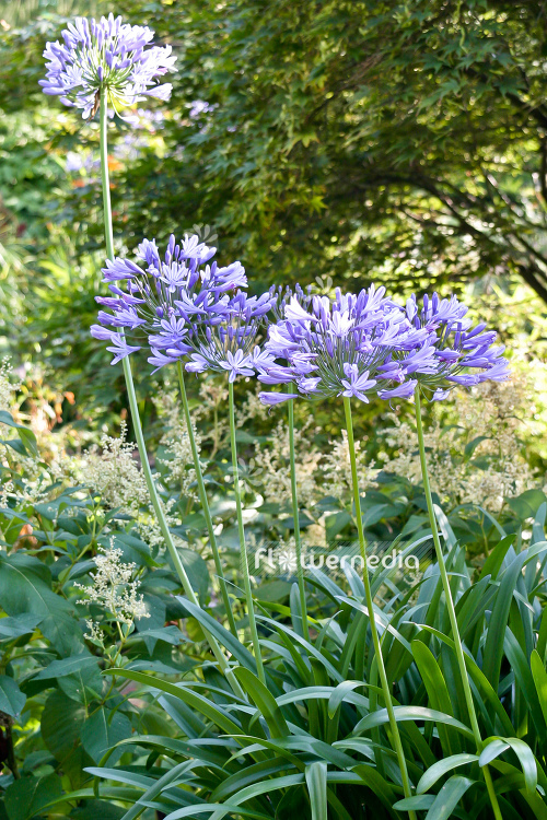 Agapanthus africanus - Blue african lily (108769)