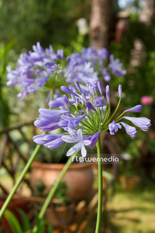 Agapanthus africanus - Blue african lily (108770)
