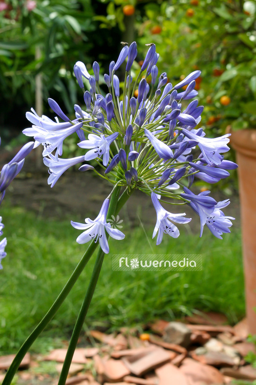 Agapanthus africanus - Blue african lily (108772)