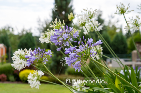 Agapanthus africanus - Blue african lily (108773)