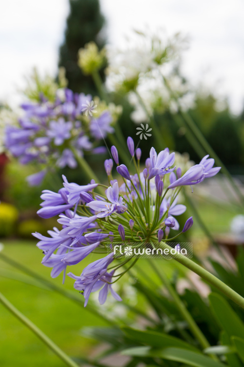 Agapanthus africanus - Blue african lily (108774)