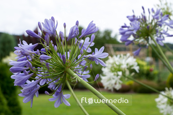 Agapanthus africanus - Blue african lily (108775)
