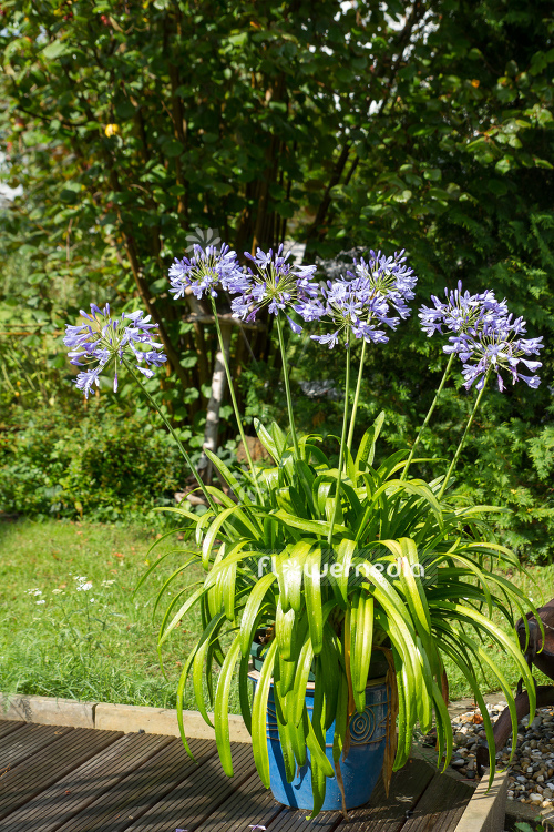 Agapanthus africanus - Blue african lily (108776)