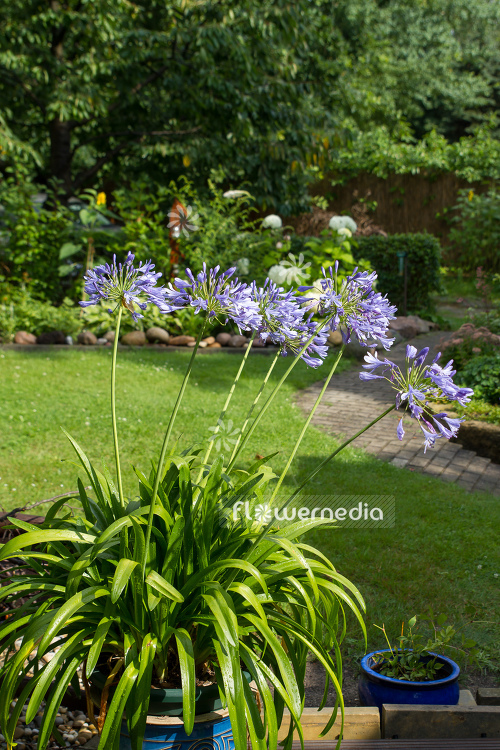 Agapanthus africanus - Blue african lily (108777)