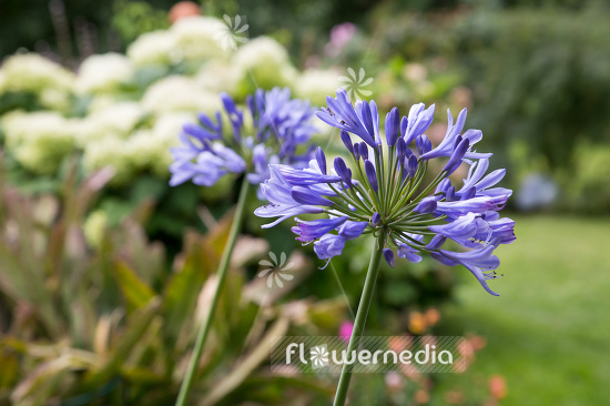Agapanthus africanus - Blue african lily (108779)