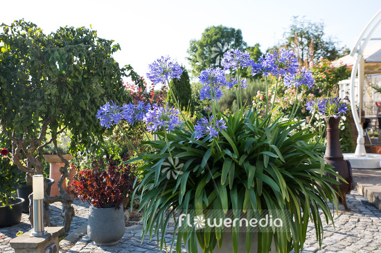 Agapanthus africanus - Blue african lily (109453)