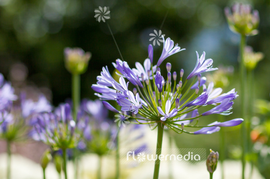 Agapanthus africanus - Blue african lily (109457)