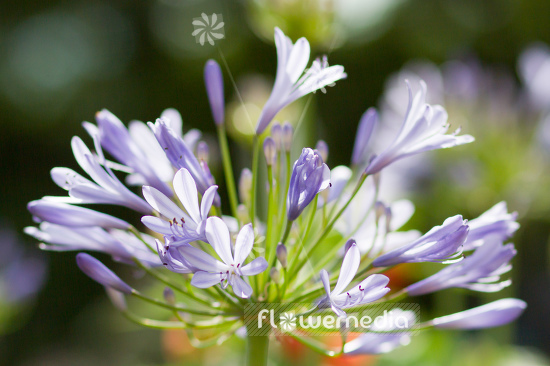 Agapanthus africanus - Blue african lily (109458)