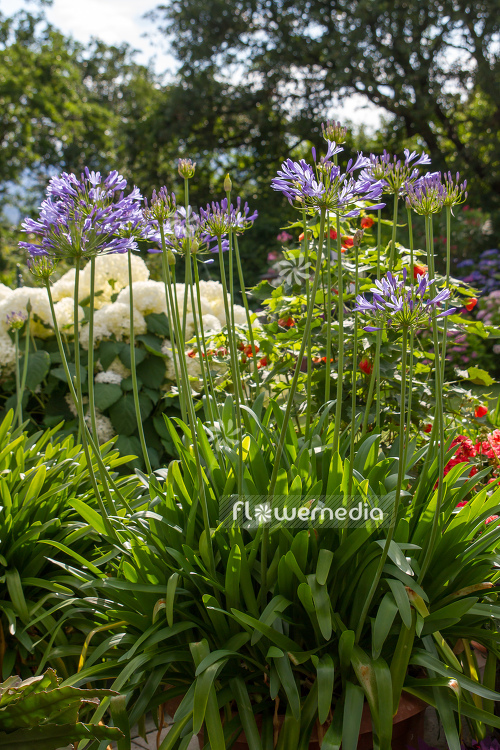 Agapanthus africanus - Blue african lily (109459)